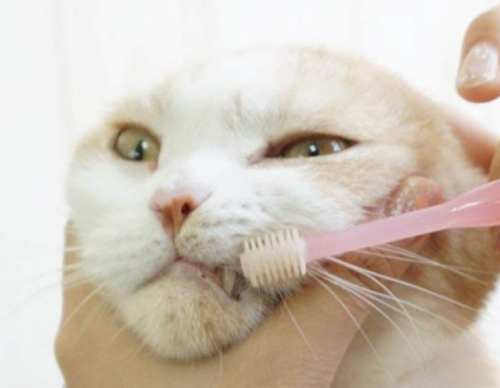 やり方 猫 歯磨き